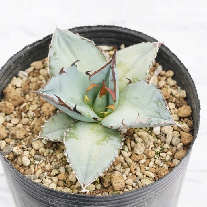 実生選抜株】アガベ・チタノタ「ブルー」 ホワイトブルー 3号ロング