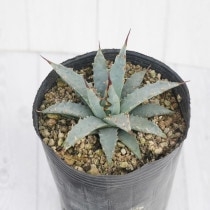 アガベ実生選抜株 | 四国ガーデン株式会社