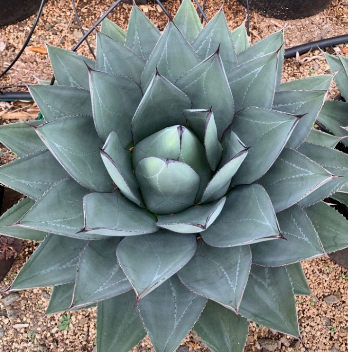 アガベ「ショー・タイム（Sho-Time）」交配種（オバティフォリア x