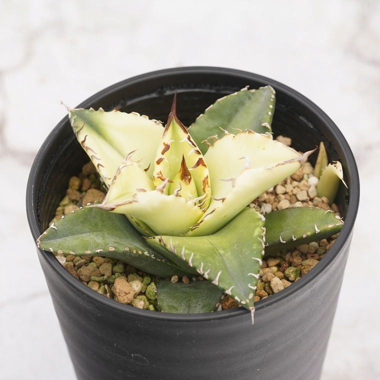 アガベ・チタノタ 「夕映」曙斑 ※サンバースト 3.5号鉢 | | チタノタ銘