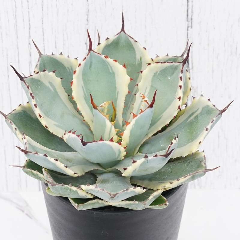 アガベ・ポタトラム 吉祥冠錦 3.5号鉢 | | アガベ（リュウゼツラン