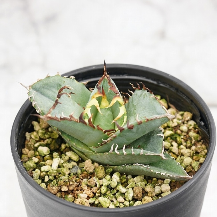 アガベ・チタノタ「螃蟹（カニ）」 3.5号鉢 | | チタノタ銘品