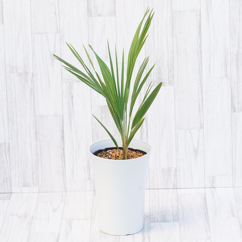 チャメロプス・ボルケーノ 7号鉢 | | ドライガーデンプランツ | 四国