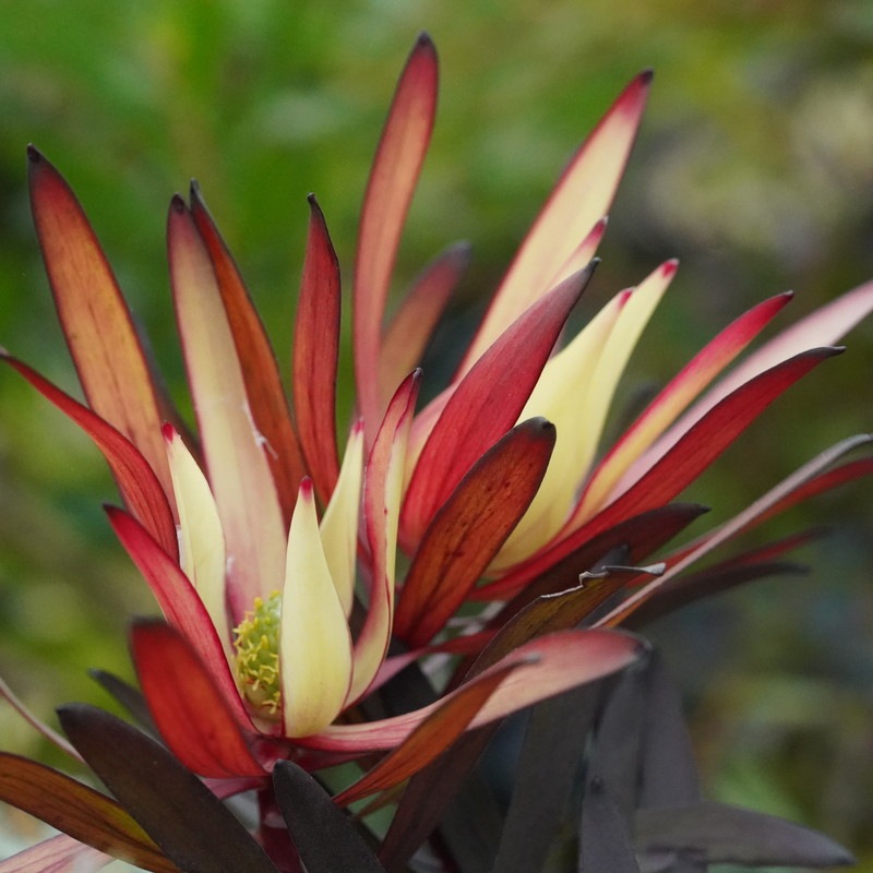 リューカデンドロン・ファイアーフラッシュ 5号ロングスリット鉢