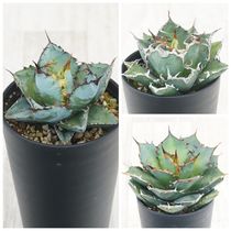 アガベ・オバティフォリア 4号ロングポット | | アガベ