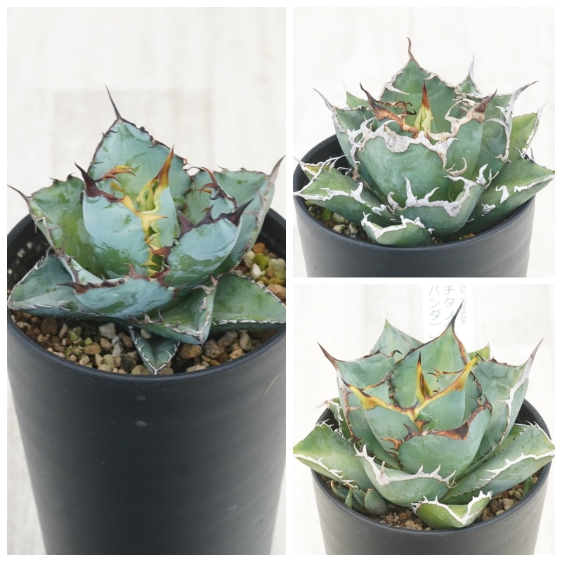 アガベ チタノタ銘品3種セット（ブラック＆ブルー・シーザー・パンダ