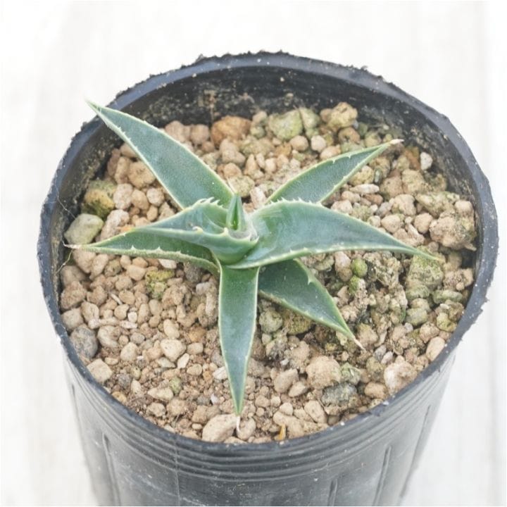 アガベ・ユタエンシス・エボリスピナ「ヘイフォード」 2号ロングポット