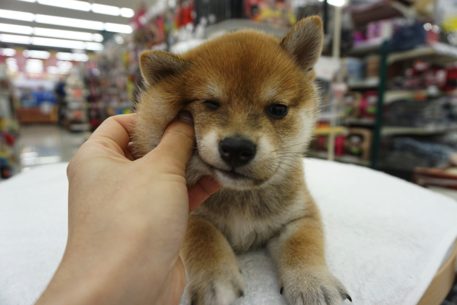 柴犬】濃厚で鮮やかな赤毛が美しい大和撫子♥被り物コレクションは