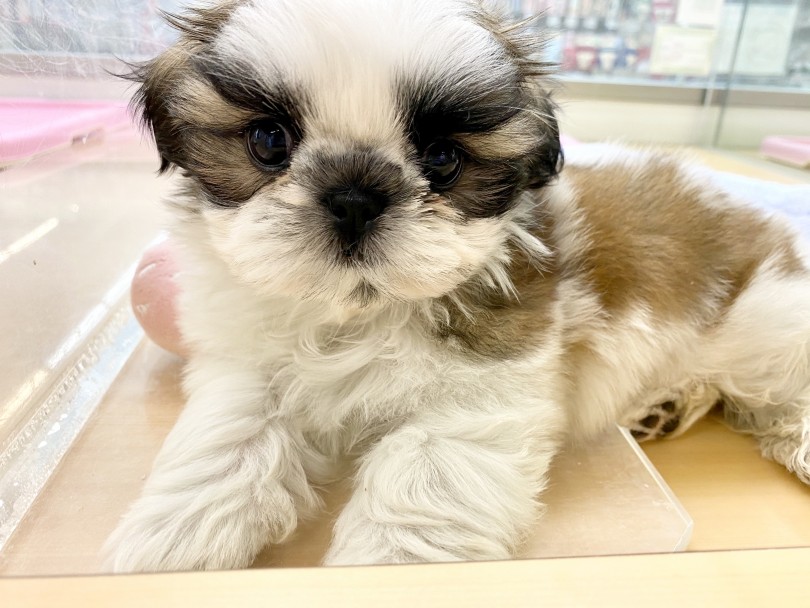 シーズー 】可愛い魅力が満載！ホワイト&ゴールドの甘えんぼ男の子
