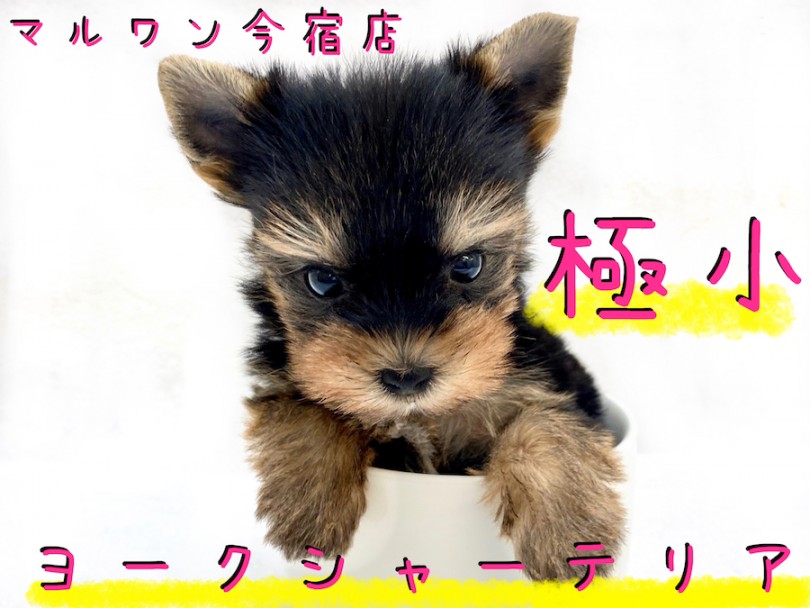 極小 ヨークシャーテリア 】生後50日で349g！ティーカップヨーキー降臨