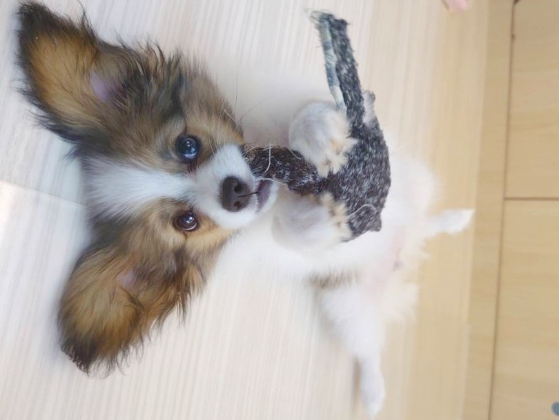 パピヨン 】パパがJKCチャンピオン！人懐っこくて甘えん坊な美少女