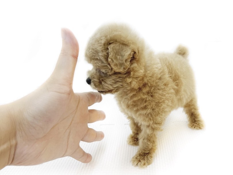 トイ・プードル 】手のひらレベルの小さめサイズ！ボールは友達遊ぶの