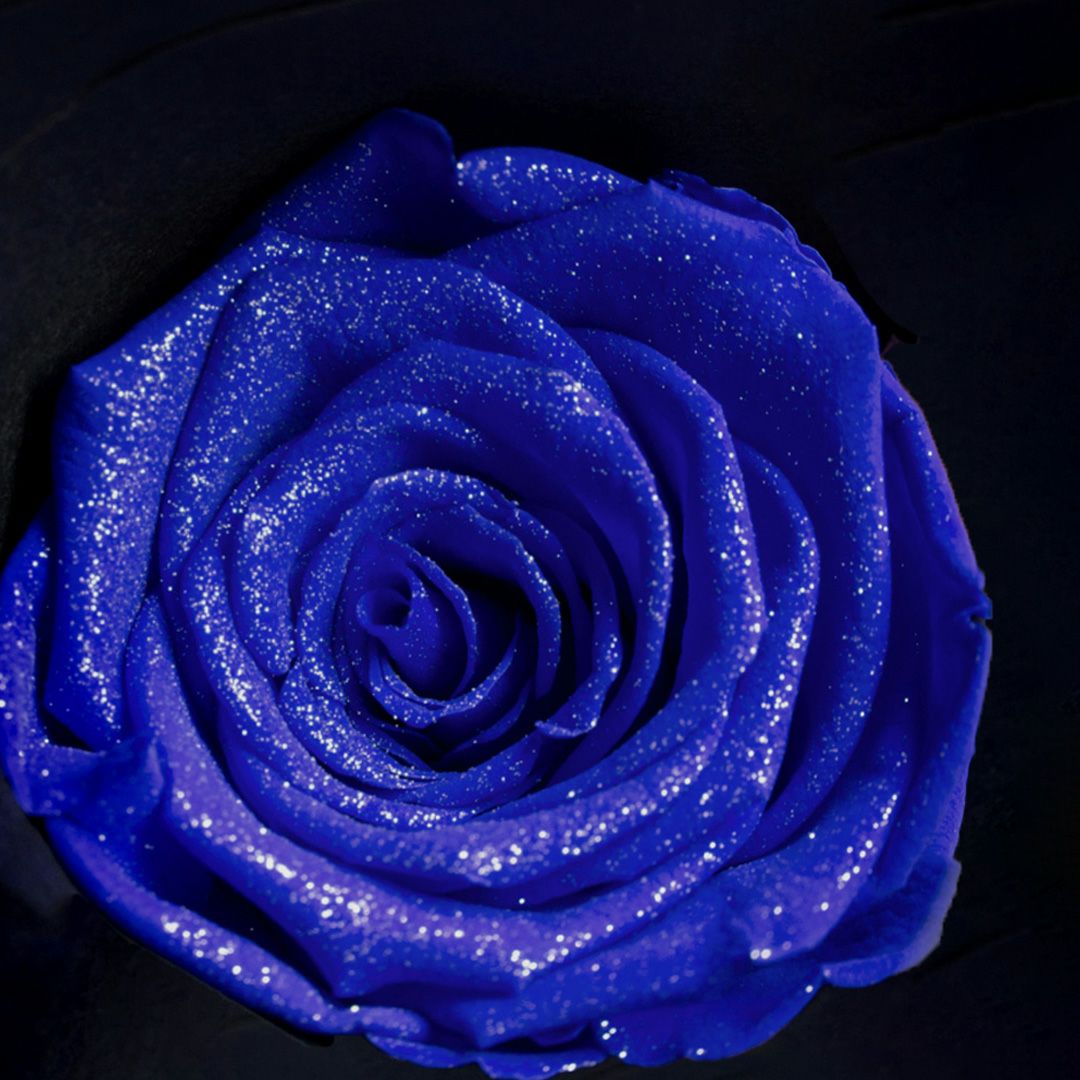 リトルベル/エクセレントブルー （プリザーブドフラワー） | 最高級