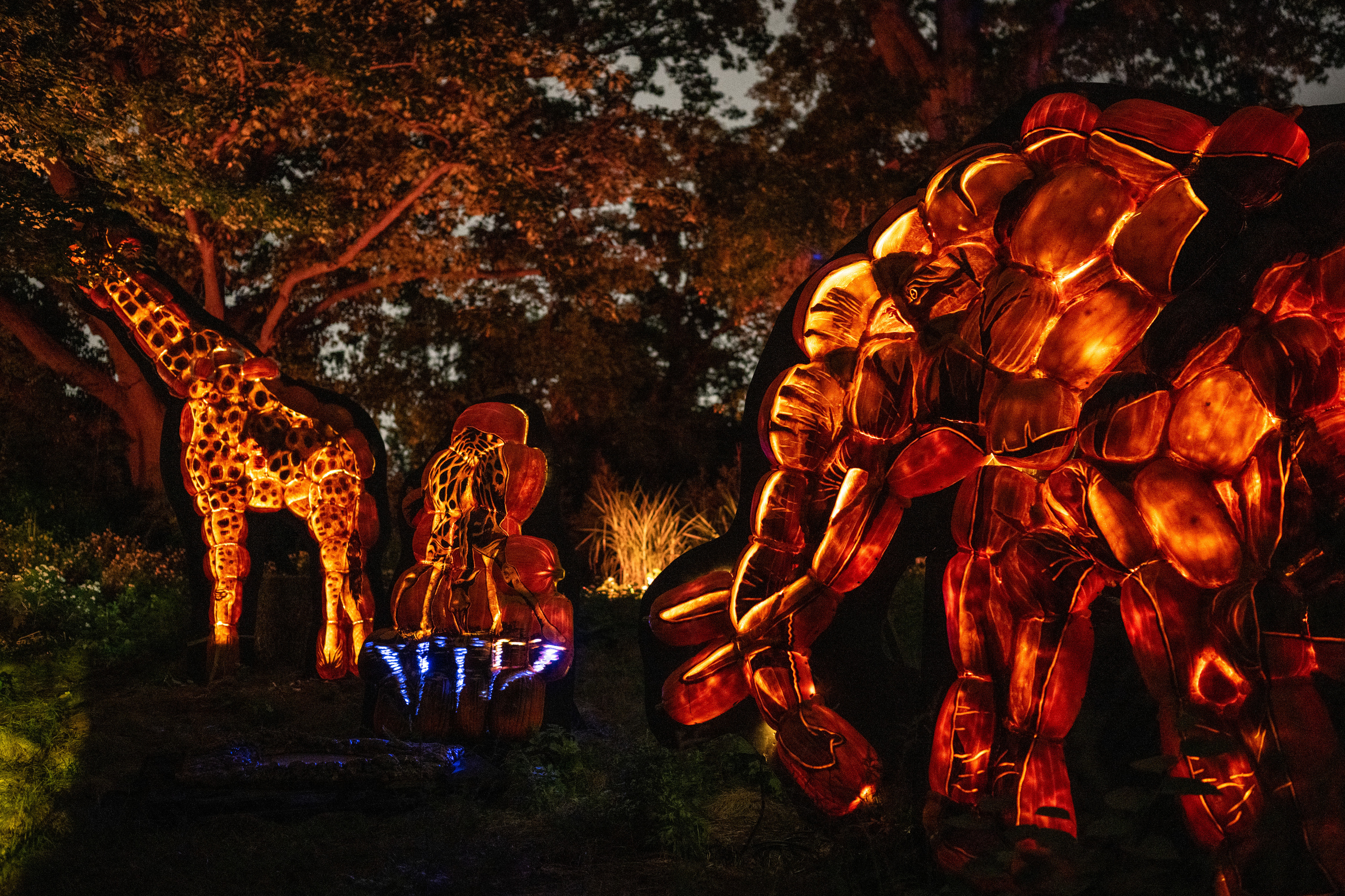 The Bronx Zoo's Halloween-themed Harvest Glow returns with more