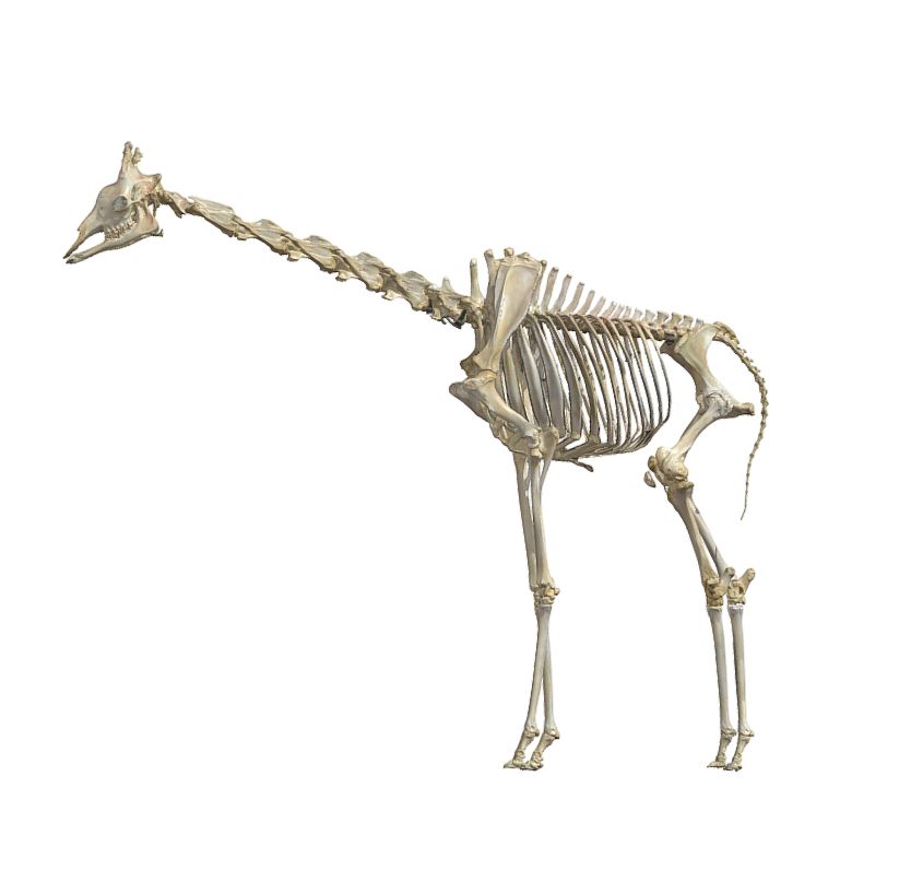 キリン全身骨格 | みんなの博物館