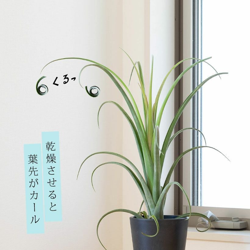 000000007939-02.jpg?size=l&w=