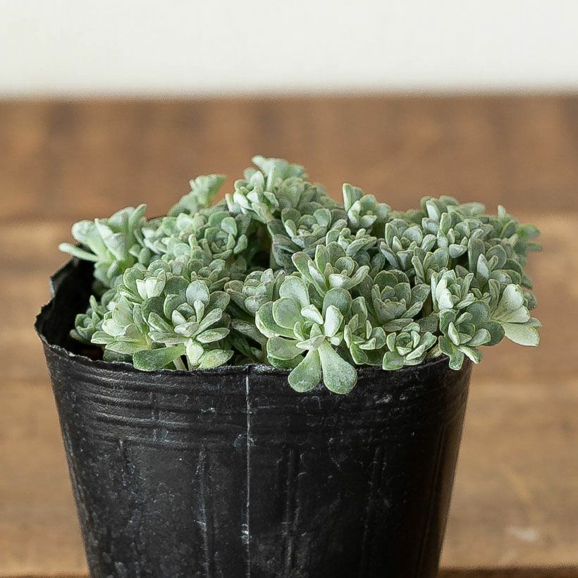 白雪ミセバヤ（ケープブランコ）育て方付き多肉【予約】再販あり