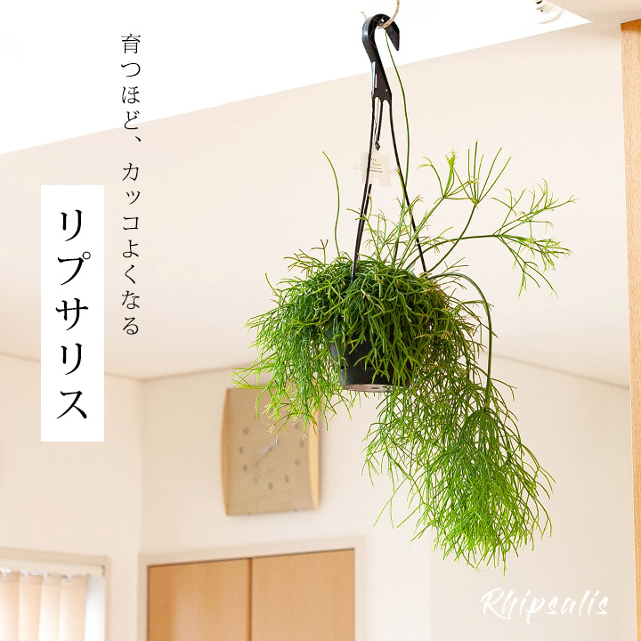 リプサリス属人気22種（育て方付き）｜森林サボテン・多肉通販