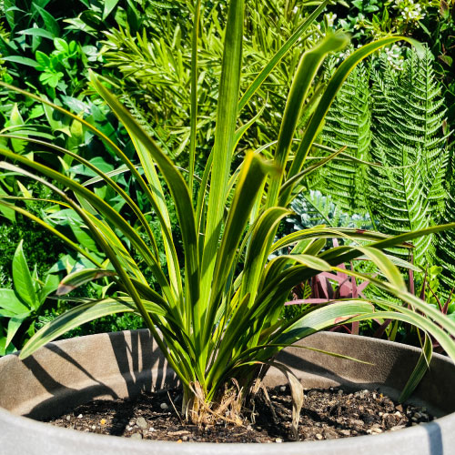 レビュー特典あり】 すくすくシートセット シート14平米+J字型ピン100