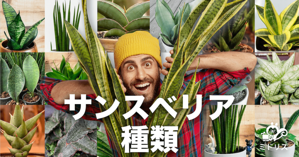 サンスベリアの種類22選｜人気品種から超希少種まで写真付きで紹介