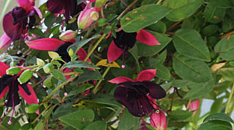 フクシア Fuchsia x hybrida アカバナ科 Primulaceae フクシア (属