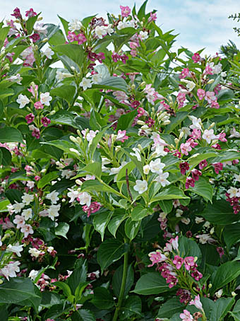ハコネウツギ Weigela coraeensis スイカズラ科 Caprifoliaceae