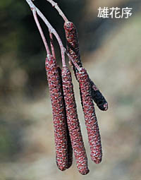 ハンノキ Alnus japonica カバノキ科 Betulaceae ハンノキ属 三河の