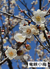 ウメ(園芸品種) Prunus mume バラ科 Rosaceae サクラ属 スモモ亜属