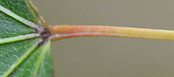 ヤマモミジ Acer palmatum ムクロジ科 Sapindaceae カエデ属 三河の