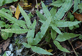オオバノイノモトソウ Pteris cretica イノモトソウ科 Pteridaceae