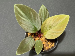 ホマロメナとアグラオネマ - 熱帯魚のmishima