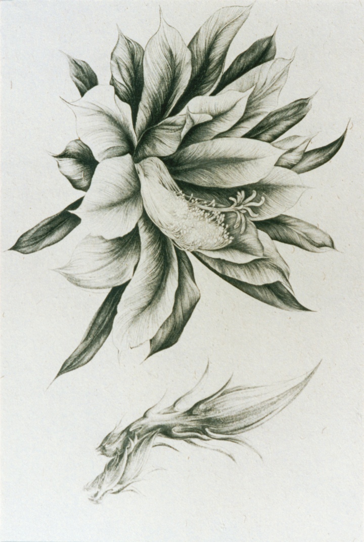 筆蕾墨華 | 日本画家 三浦ひろみ