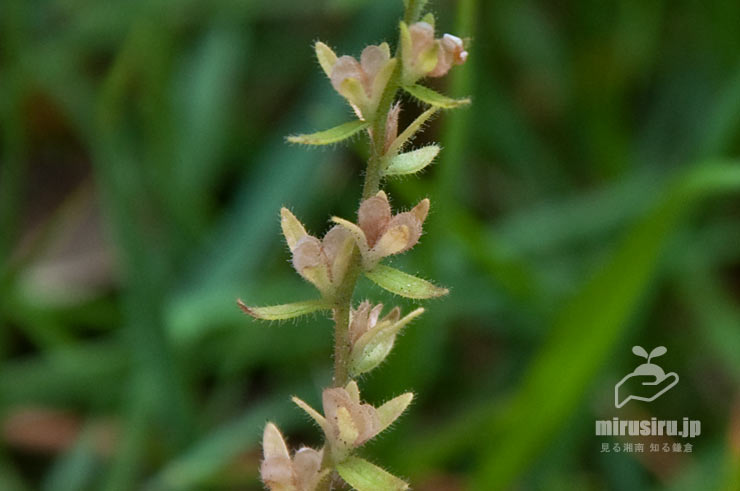 タチイヌノフグリ