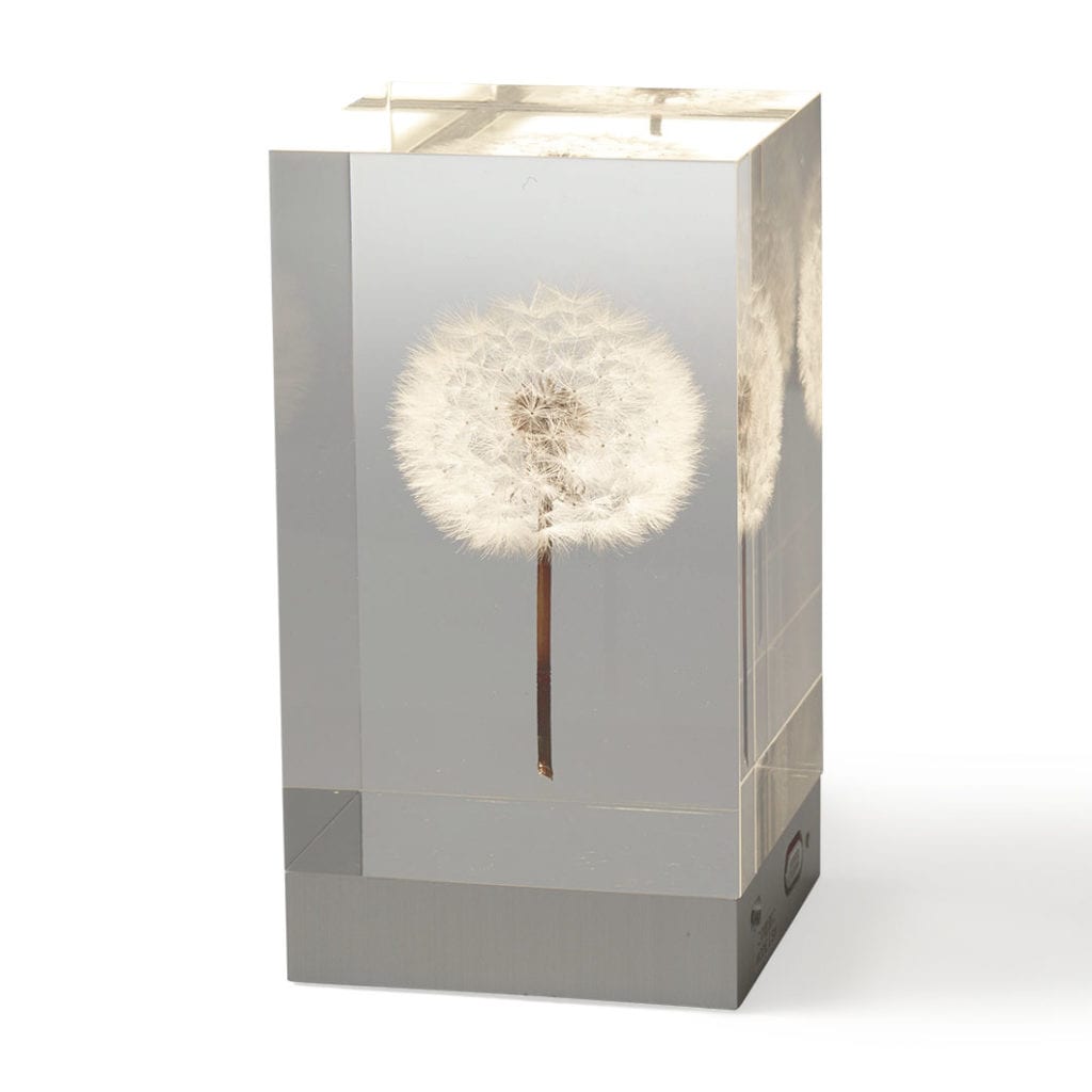 本物のたんぽぽをアクリルに封入 – OLED TAMPOPO ライト – もらくらし