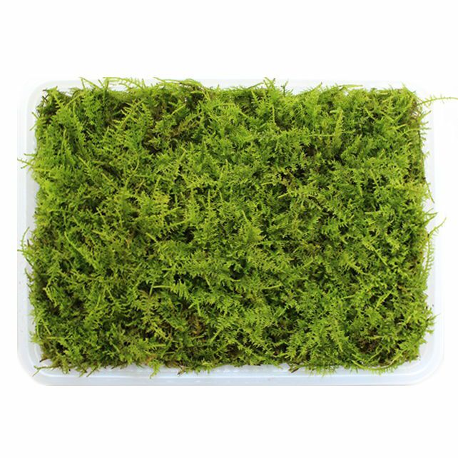 000000000062-01-m.jpg?t=