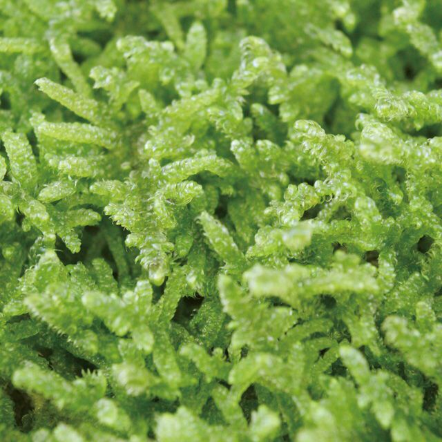 ハイゴケ 約1平米セット(庭園用) | 苔の販売専門店モスファーム