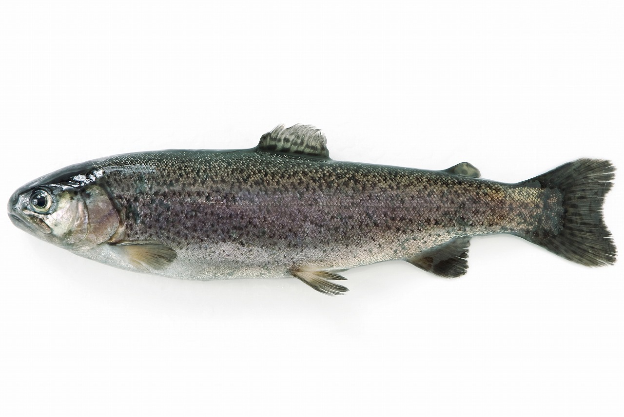 No.100 ニジマス | 旬のお魚かわら版 | 豊海おさかなミュージアム