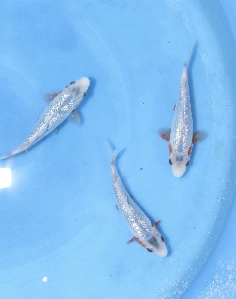 錦鯉を探す｜錦鯉販売、オンラインショップの錦鯉ドットコム