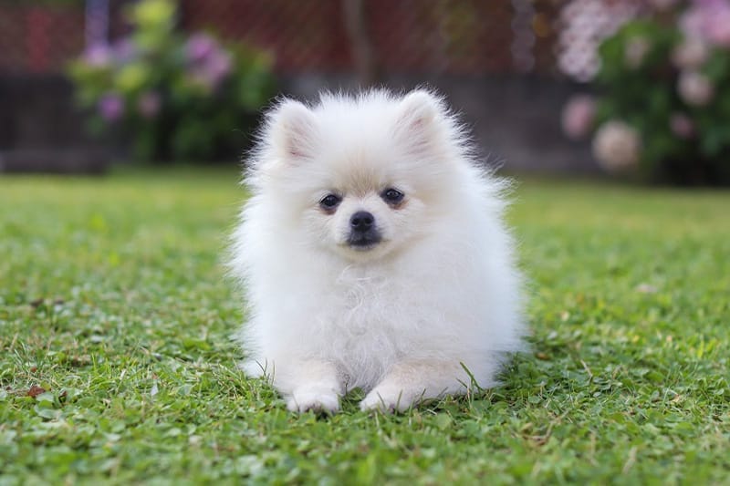 白いポメラニアンの特徴と値段相場は？価格が決まる基準と飼い方