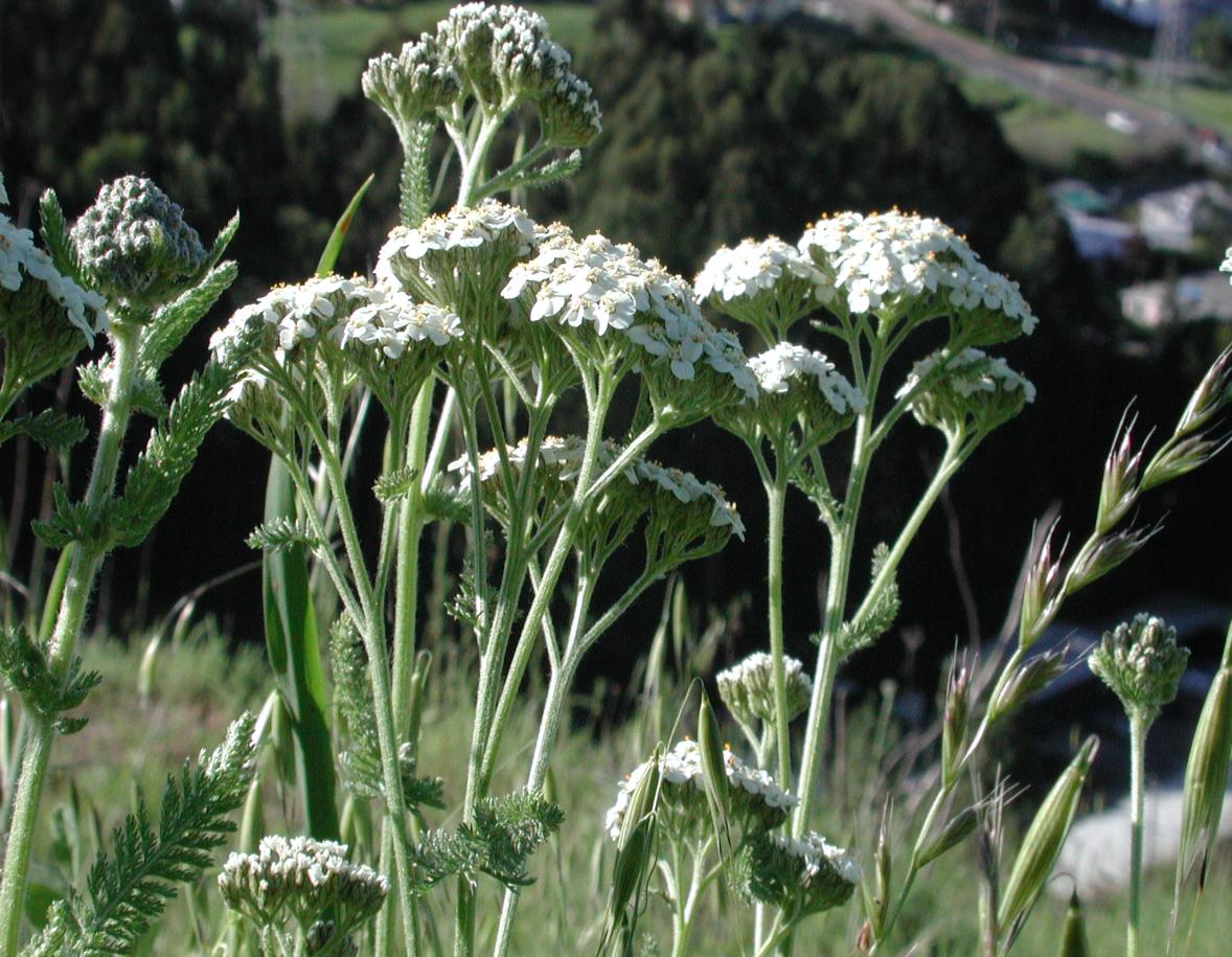 Achillea millefolium (Yarrow) - Native Here Nursery