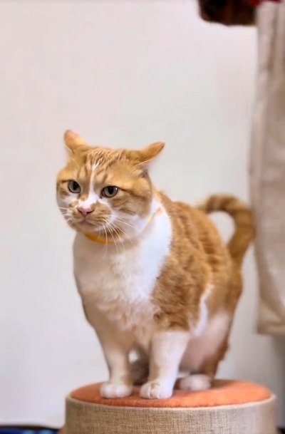 ちゃんちゃんこ、可愛いね」元保護猫ちゃん→ちょっとカオスなお散歩