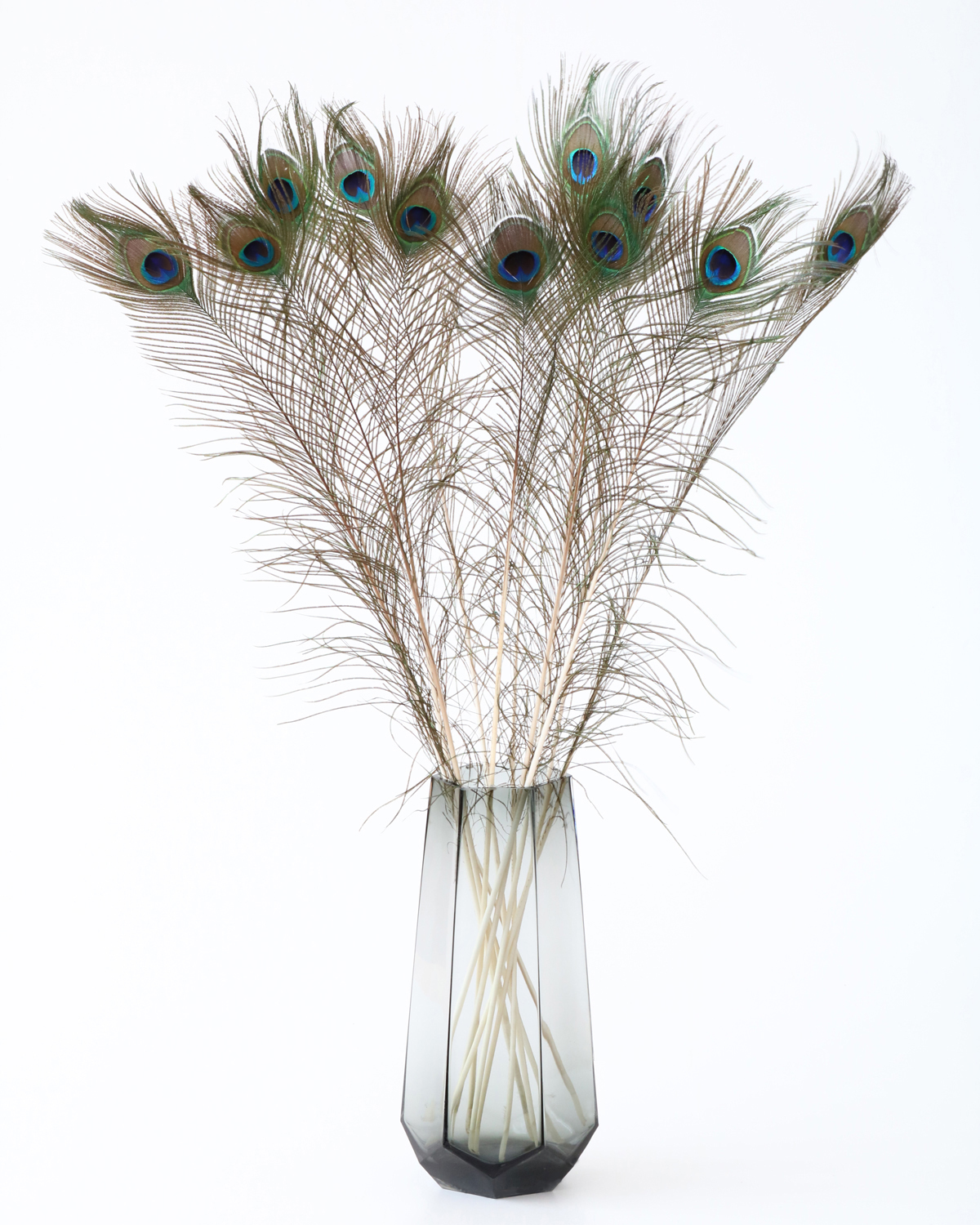 孔雀の羽根 ピーコックアイ | 花のギフト | 日本総合園芸