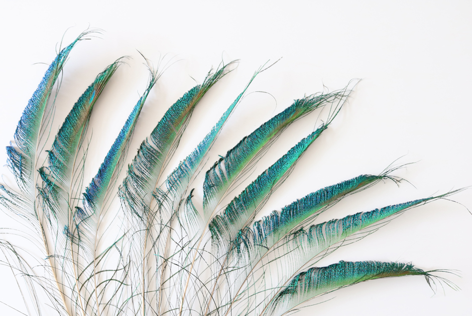 孔雀の羽根 ピーコックソード | 花のギフト | 日本総合園芸