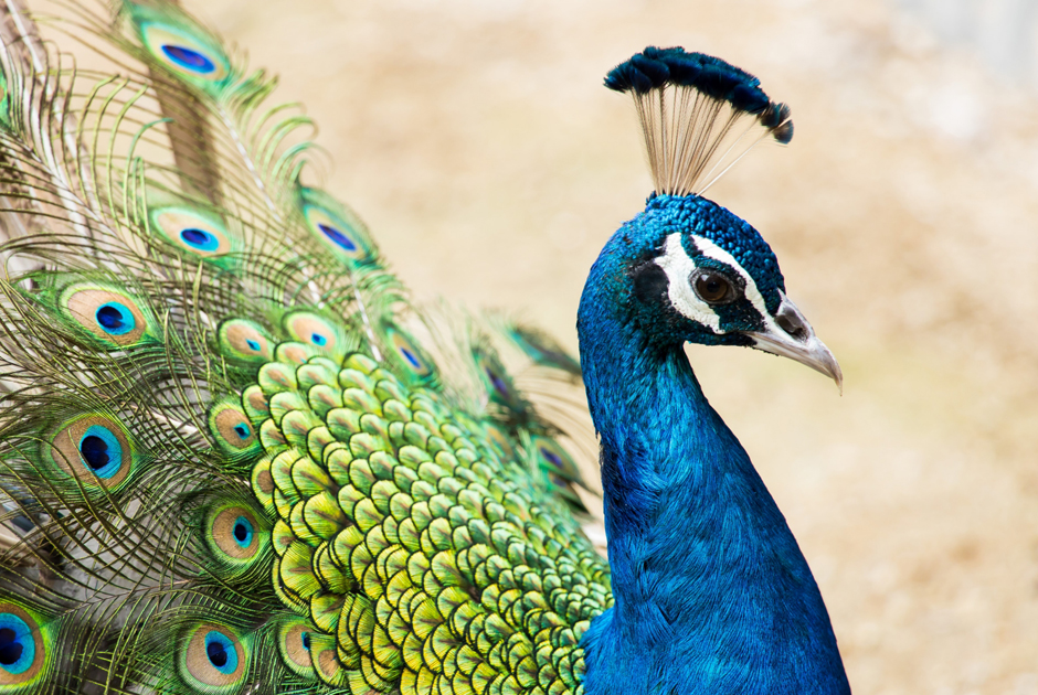 孔雀の羽根 ピーコックソード | 花のギフト | 日本総合園芸