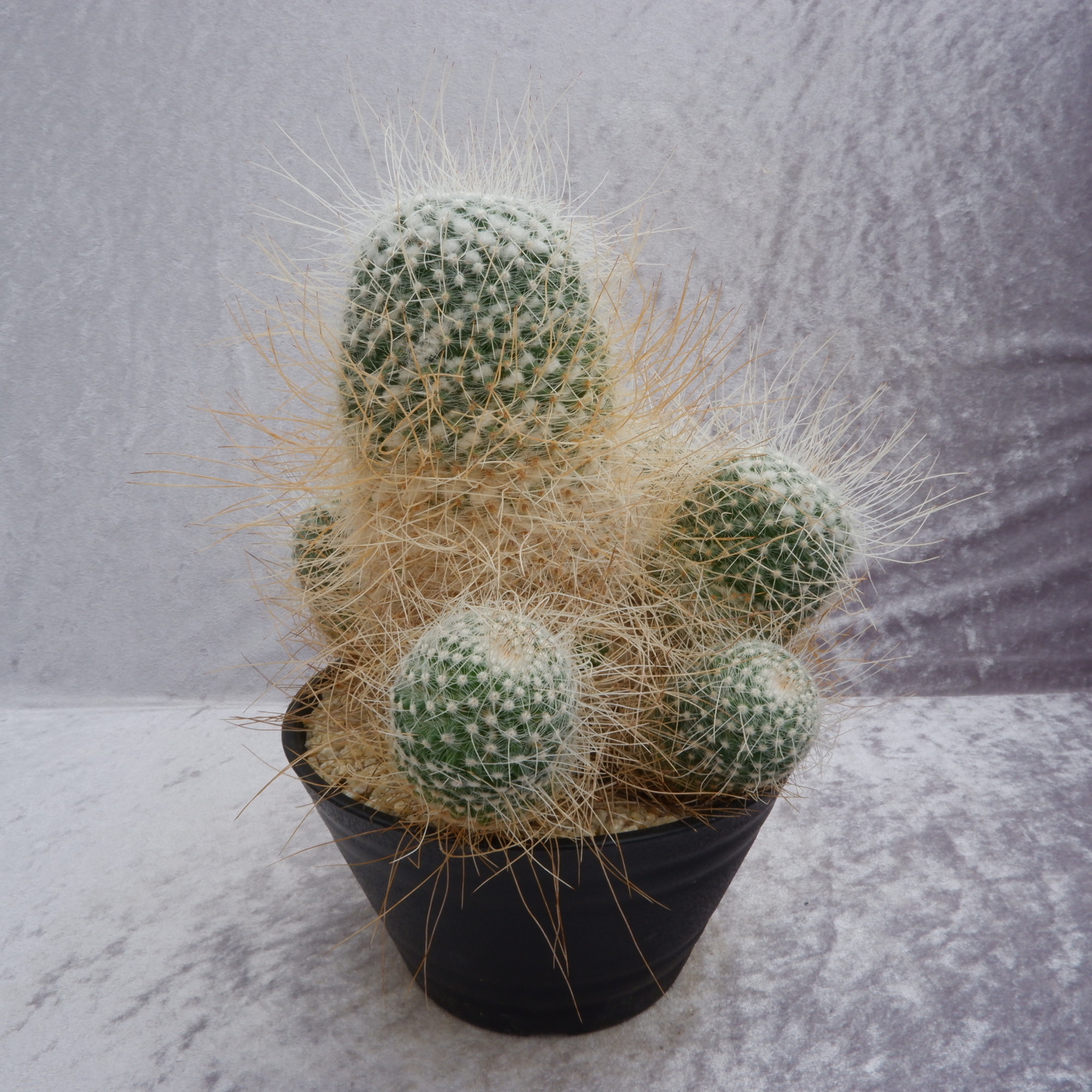 商品詳細 - 信州西沢サボテン園