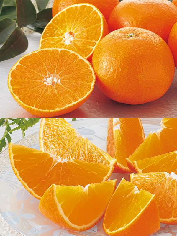 媛まどんな約5kg-家庭用 | のま果樹園