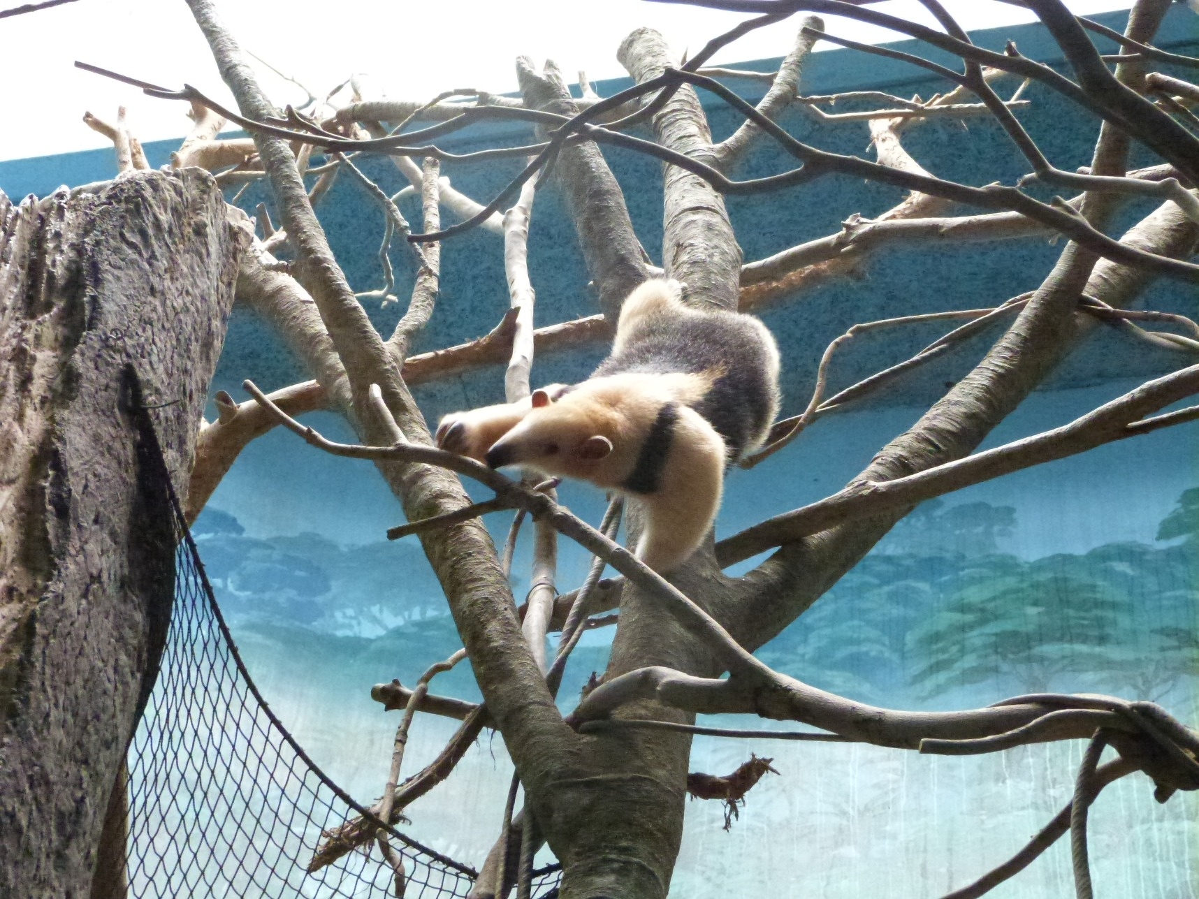 ミナミコアリクイ「サン」展示場に出る練習を始めました | 動物