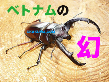 幻のクワガタ」と2時間やり抜きました。: 三足のわらじ