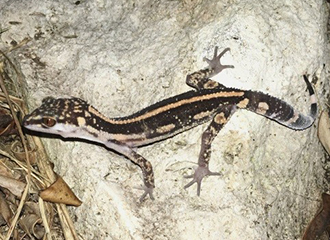 夜の海洋博公園で出会える生き物はなんだ！？海洋博公園ナイトツアー