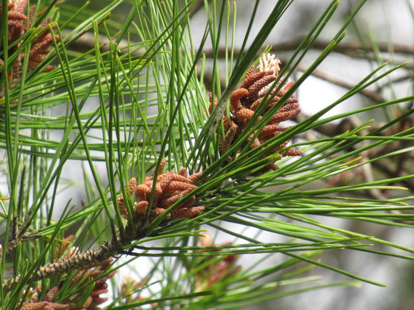 リュウキュウマツ | 植物図鑑 | 海洋博公園 Official Site